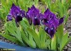 Iris pumila Atroviolacea, Tuin en Terras, Ophalen of Verzenden, Overige soorten, Volle zon