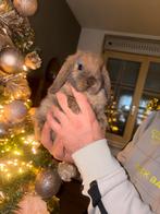 Nederlandse hangoor dwerg NHD konijntjes, Meerdere dieren, Dwerg, Hangoor