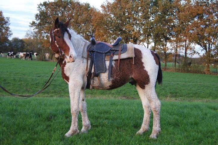 Hypoallergene Curly Horses 1.35-1.60, Dieren en Toebehoren, Paarden en Pony's | Dekhengsten en Fokmerries, Meerdere dieren