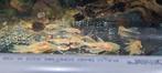 Ancistrus Albino Longfin (Algeneter eigenkweek), Dieren en Toebehoren, Vis