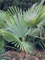 Trachycarpus princeps x wagnerianus, Tuin en Terras, Planten | Bomen, Ophalen of Verzenden, Lente, Minder dan 100 cm, Palmboom