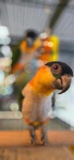 Caique koppels, Dieren en Toebehoren, Vogels | Parkieten en Papegaaien, Meerdere dieren, Papegaai