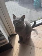 Briste Korthaar vol bloed, Dieren en Toebehoren, Katten en Kittens | Raskatten | Korthaar, Poes, Ontwormd, 0 tot 2 jaar