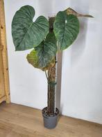 Philodendron Majestic op mospaal - 1 meter, Ophalen