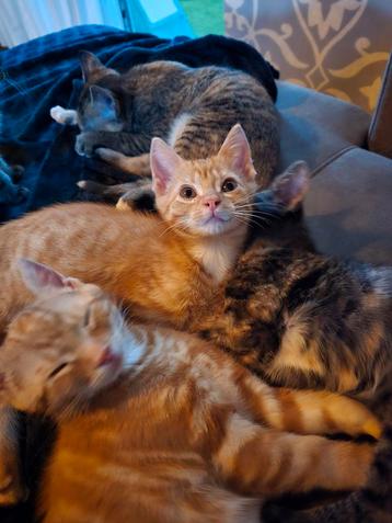 Gezonde & Sociale Boerderij Kitten - Rode Kater beschikbaar voor biedingen