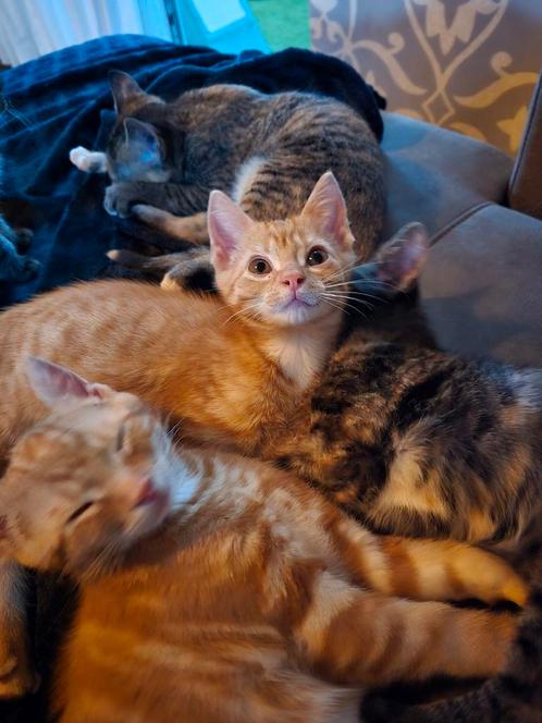 Gezonde & Sociale Boerderij Kitten - Rode Kater, Dieren en Toebehoren, Katten en Kittens | Overige Katten, Kater