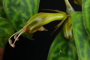 Lipstickplant (Aeschynanthus) beschikbaar voor biedingen