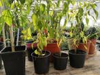 Cayenne peper planten 5,00 per plant., Volle zon, Groenteplanten, Eenjarig, Ophalen of Verzenden
