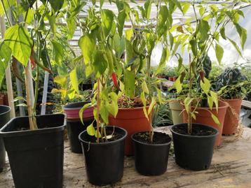 Cayenne peper planten 5,00 per plant. beschikbaar voor biedingen