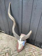 Kudu, abnorm, koedoe, schedel, hoorns, Afrika, Ophalen of Verzenden, Gebruikt, Wild dier, Schedel