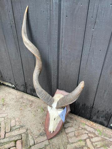 Kudu, abnorm, koedoe, schedel, hoorns, Afrika beschikbaar voor biedingen