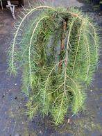 Larix Stiff weeper. Japanse lork. Bonsai 60cm stam, Ophalen, Overige soorten, Volle zon