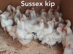 Kippen legkippen leghennen hennen vele rassen op voorraad, Dieren en Toebehoren, Pluimvee, Vrouwelijk, Kip