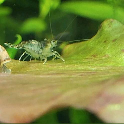 Garnalen (mix), Dieren en Toebehoren, Vissen | Aquariumvissen, Zoetwatervis, Kreeft, Krab of Garnaal