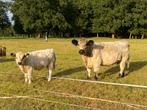 Prachtige Galloway koe met vaarskalf, Dieren en Toebehoren, Vrouwelijk, 3 tot 6 jaar