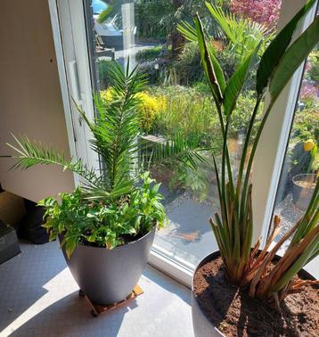 Phoenix palm met grote pot 1.20 hoog beschikbaar voor biedingen