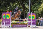 Stoere allround D pony Toto, Dieren en Toebehoren, Gechipt, Ruin, M, 7 tot 10 jaar