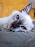 Ragdoll & Siberische Kruising kitten, Ontwormd, 0 tot 2 jaar, Kater
