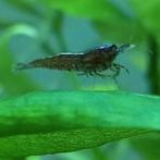 25 neocaridina garnalen, Dieren en Toebehoren, Vissen | Aquariumvissen, Kreeft, Krab of Garnaal, Zoetwatervis, Schoolvis