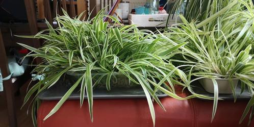 Nieuw thuis gezocht voor graslelie stekjes, Huis en Inrichting, Kamerplanten, Overige soorten, Minder dan 100 cm, Ophalen