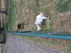 Dekbokjes, Dieren en Toebehoren, Schapen, Geiten en Varkens, Mannelijk, Geit, 0 tot 2 jaar