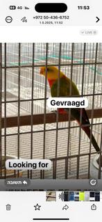 Gevraagd /Looking for, Dieren en Toebehoren, Mannelijk, Papegaai
