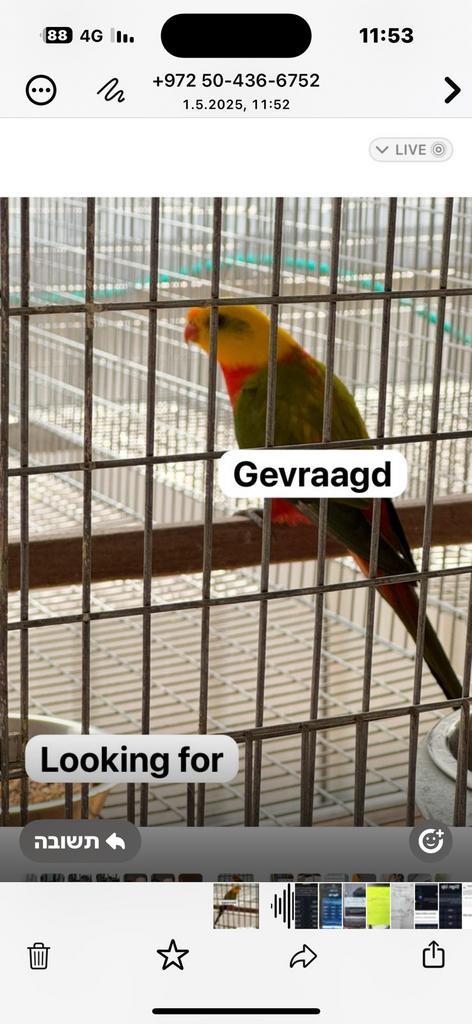 Gevraagd /Looking for, Dieren en Toebehoren, Vogels | Parkieten en Papegaaien, Papegaai, Mannelijk