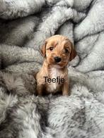 Prachtige Australian labradoodle pups, Dieren en Toebehoren, Overige rassen, CDV (hondenziekte), 8 tot 15 weken, Meerdere
