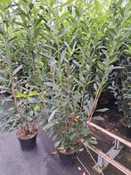 Prunus caucasica, Tuin en Terras, Planten | Struiken en Hagen, Ophalen of Verzenden, Laurier