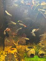 Gele/rode garnalen en guppen, Dieren en Toebehoren, Vissen | Aquariumvissen, Kreeft, Krab of Garnaal