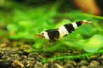 Prachtige Crystal Black garnalen met Taiwan Bee gen, Kreeft, Krab of Garnaal