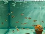 Rode Rio, Hyphessobrycon Flammeus, Dieren en Toebehoren, Vissen | Aquariumvissen, Vis