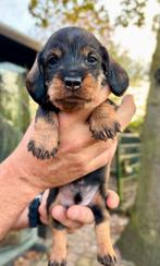 Standaard ruwhaar teckels, Dieren en Toebehoren, Honden | Teckels en Dashonden, Standaard, 8 tot 15 weken, Meerdere, Meerdere dieren