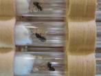 Lasius niger mieren koningin, Dieren en Toebehoren, Mieren