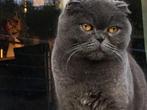 scottish fold ons mannetje Goozer zoekt een warm gezin, Kater, Ingeënt, 3 tot 5 jaar