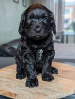 Medium labradoodle pup, CDV (hondenziekte), 8 tot 15 weken, Eén hond, Nederland