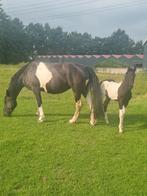 Barock pinto merrie (4)  met merrieveulen, Dieren en Toebehoren, Merrie