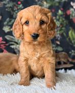 Cockapoo pups  medium doodles 1150€, Dieren en Toebehoren, Honden | Chihuahua's en Gezelschapshonden, Nederland, Overige rassen