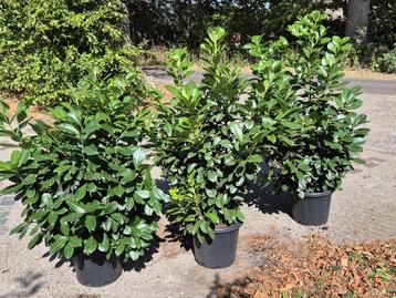 Forse Prunus Etna laurierstruiken beschikbaar voor biedingen