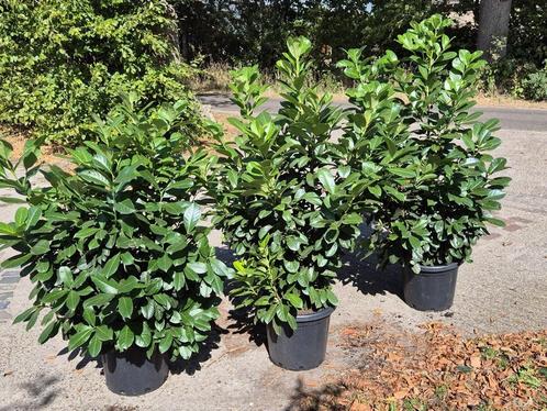 Forse Prunus Etna laurierstruiken, Tuin en Terras, Planten | Struiken en Hagen, Haag, Laurier, 100 tot 250 cm, Ophalen of Verzenden