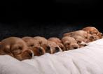 Huiskamer nest engelse cocker spaniel puppys pups, Rabiës (hondsdolheid), 8 tot 15 weken, Meerdere, Meerdere dieren