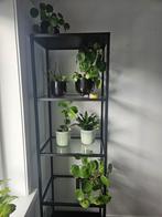 Vitrine kast VITTSJÖ, Ophalen, 50 tot 100 cm, Zo goed als nieuw, 150 tot 200 cm