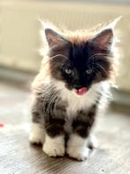 Mainecoon katertje en poes mer stamboom, Dieren en Toebehoren, Katten en Kittens | Overige Katten, Meerdere dieren, Langharig