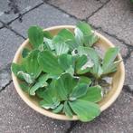 Drijfplant aquarium, Dieren en Toebehoren, Vissen | Aquaria en Toebehoren, Ophalen, Nieuw, Plant(en), Steen of Hout