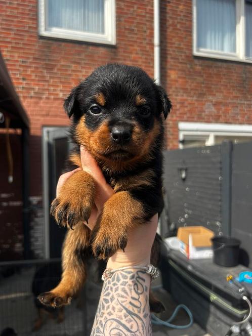 Ras zuivere Rottweiler pups 30/3/24 nog 2 teven, reutjes, Dieren en Toebehoren, Honden | Bulldogs, Pinschers en Molossers, Meerdere dieren