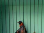 kapoetsensijs, Dieren en Toebehoren, Vogels | Overige Vogels, Mannelijk, Tropenvogel