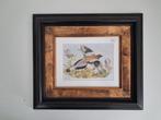 Vintage Vogelprint. Tropische vogel, Minder dan 50 cm, Ophalen of Verzenden, Zo goed als nieuw, Schilderij