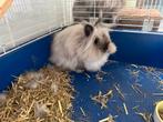 Een teddydwerg konijn, huisgezocht!, Dieren en Toebehoren, Konijnen, Mannelijk, Dwerg