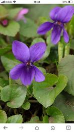 Viola odorata Koninginn charlotte oftewel maarts viooltje, Halfschaduw, Vaste plant, Bodembedekkers, Ophalen of Verzenden