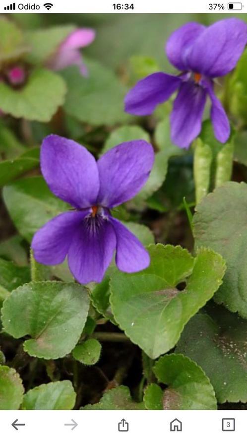 Viola odorata Koninginn charlotte oftewel maarts viooltje, Tuin en Terras, Planten | Tuinplanten, Vaste plant, Bodembedekkers